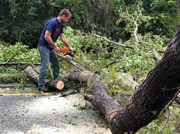 Best Fruit Tree Pruning  in Monticello, IN